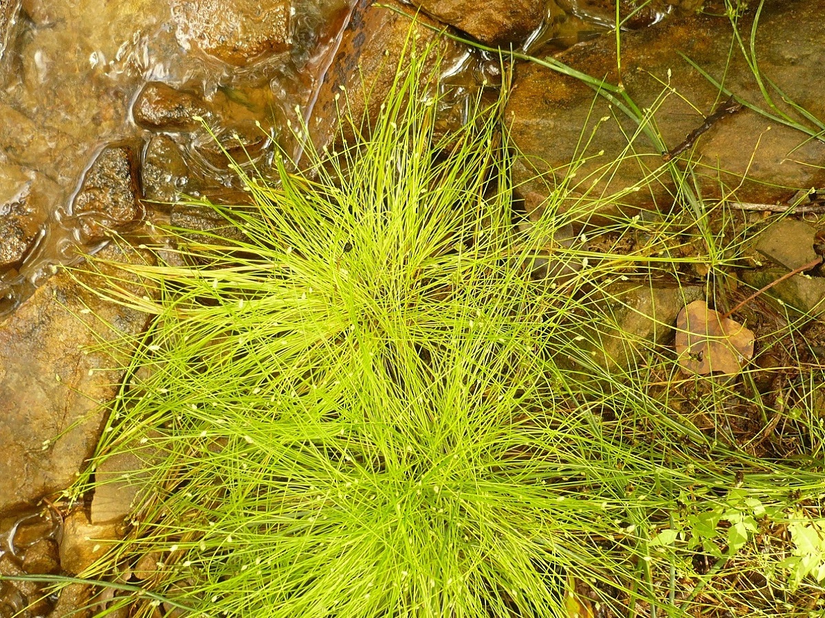 Isolepis cernua (Cyperaceae)